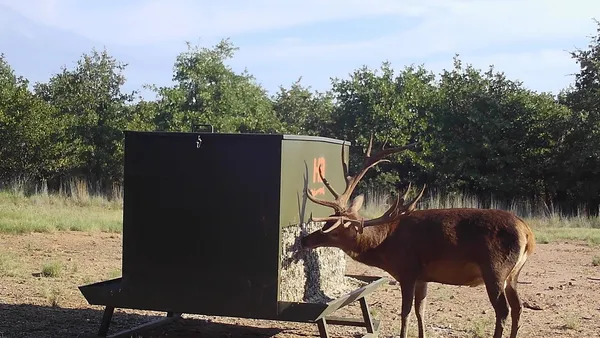 how high should a deer feeder be off the ground