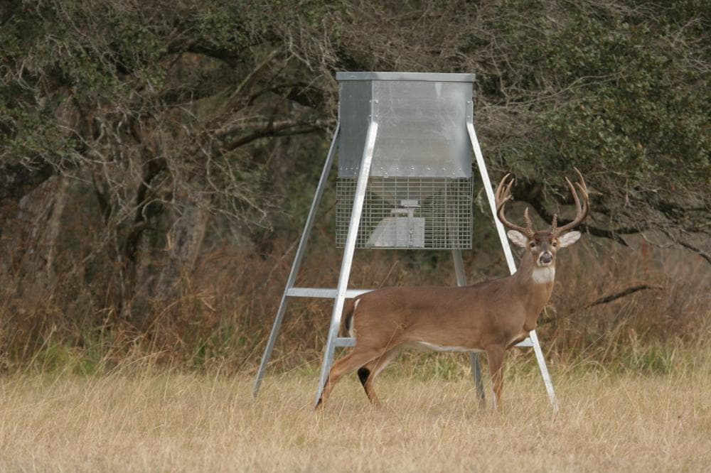 How high should a deer feeder be off the ground?