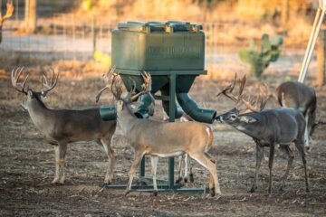 How High Should A Deer Feeder Be Off The Ground?