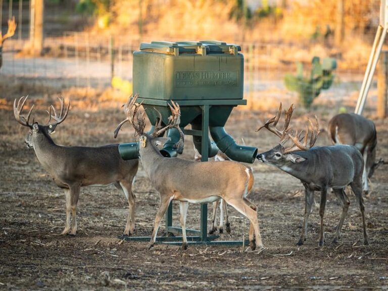 How high should a deer feeder be off the ground?