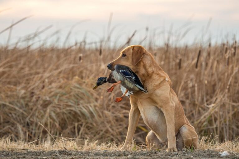 All 5 Types of Hunting Dogs (& How They Actually Hunt)