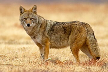 What Time Do Coyotes Come Out At Night?