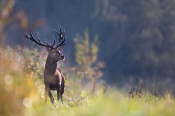 Deer Hunting Strategies for Different Seasons: Early Season, Rut, and Late Season