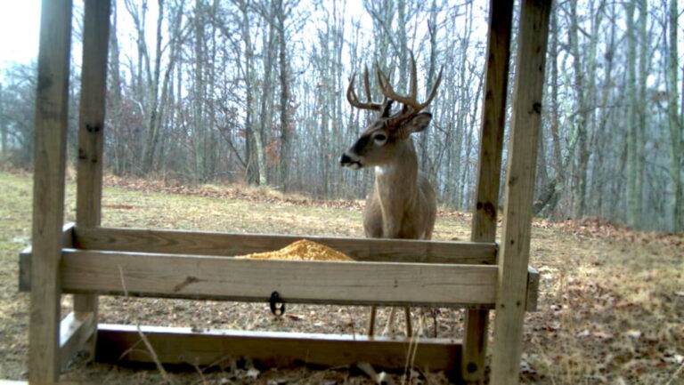 Is It Illegal To Feed Deer On Your Property