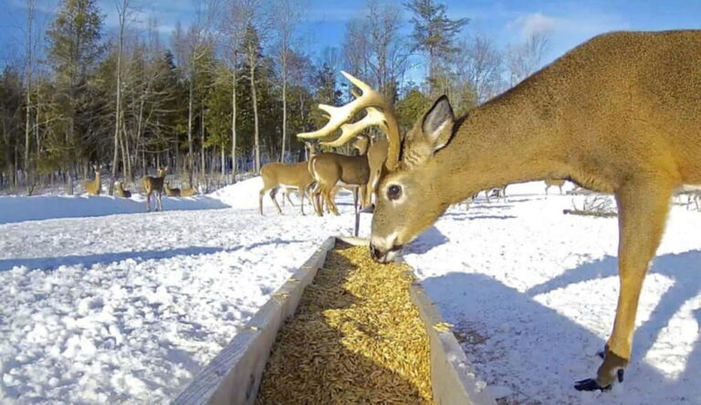 is-it-illegal-to-feed-deer-on-your-property