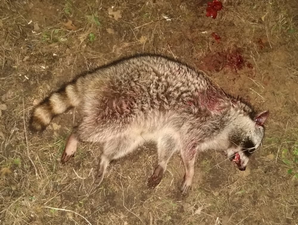 where to shoot a raccoon with a pellet gun