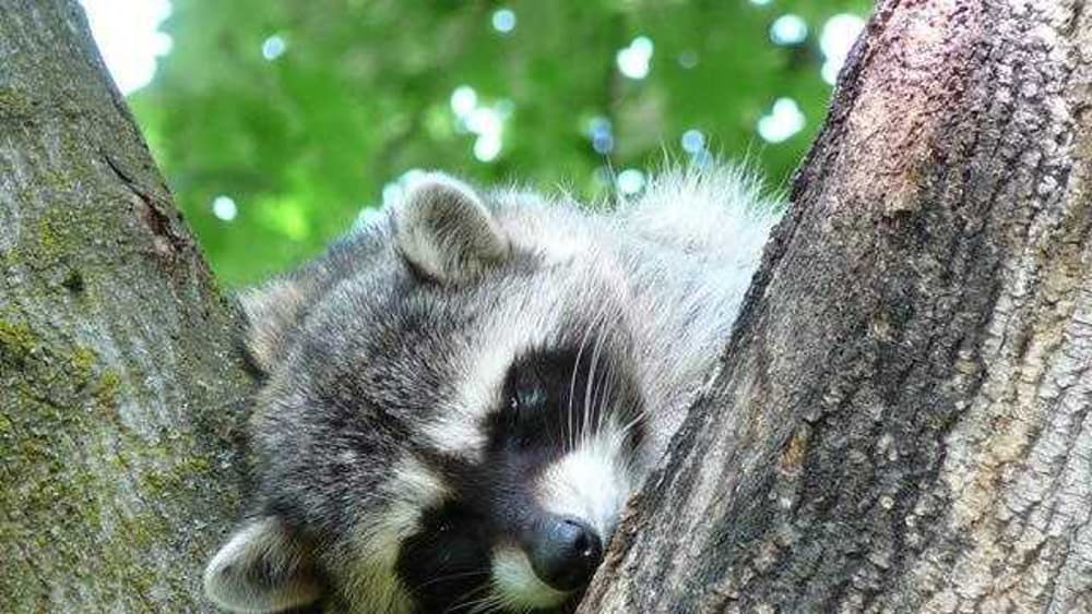 Where To Shoot A Raccoon With A Pellet Gun?