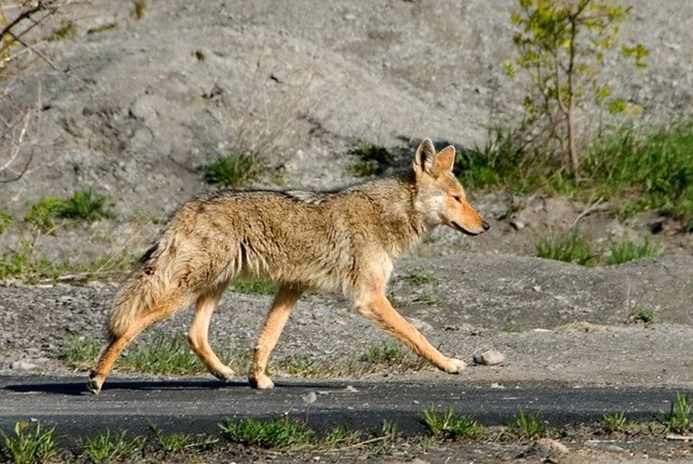 coyote hunting in summer