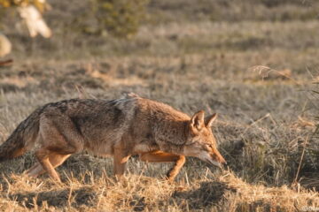 5 Tips About Coyote Hunting In Summer