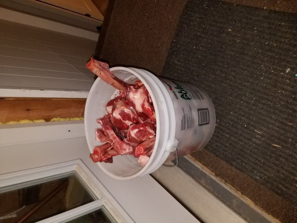 homemade coyote bait