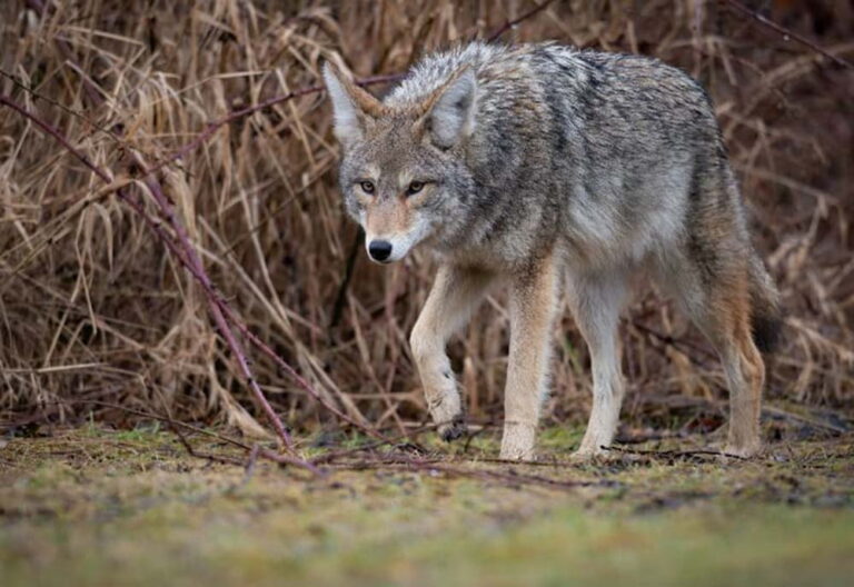 How To Attract Coyotes To Your Yard?