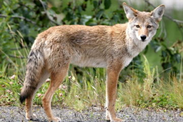 How To Attract Coyotes To Your Yard?