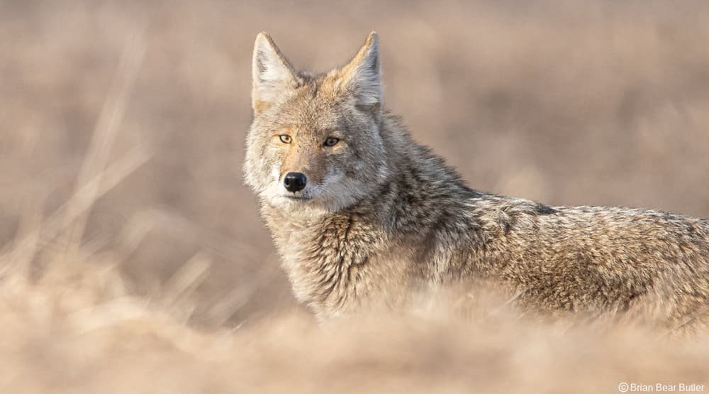 how to hunt coyotes without a call