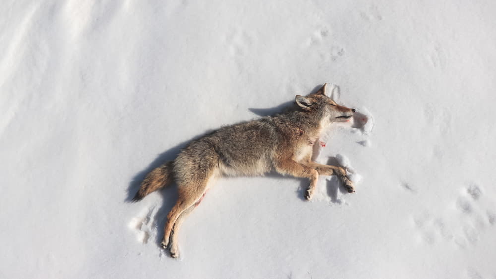 how to hunt coyotes without a call