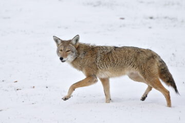 Instructions On How To Hunt Coyotes Without A Call