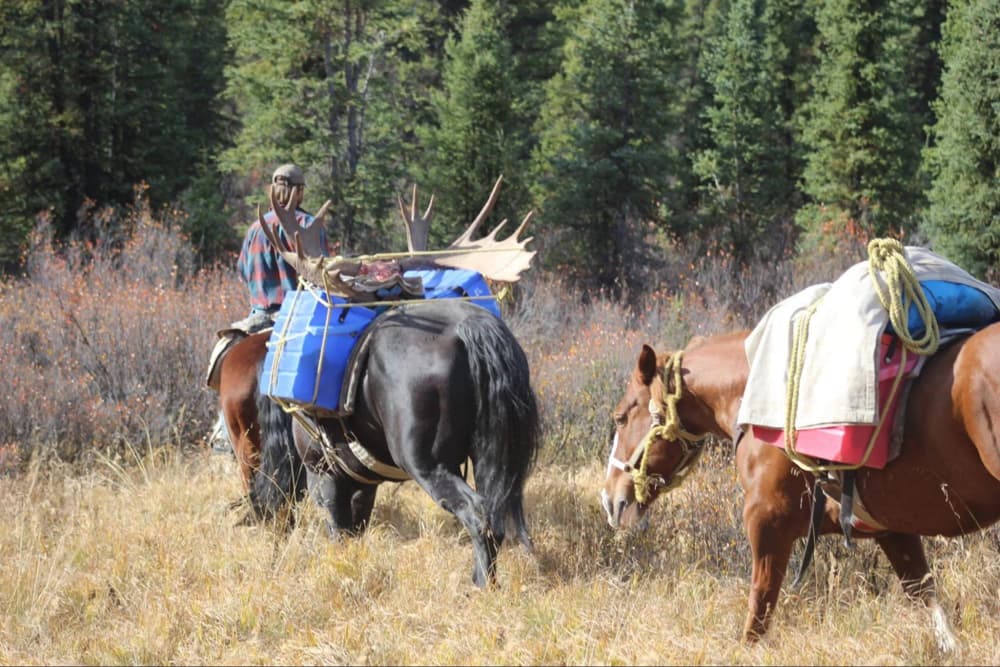 Moose hunting trip in Canada