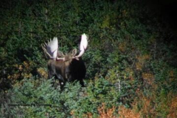 How to Plan a Moose Hunting Trip in Canada: Logistics and Budgeting