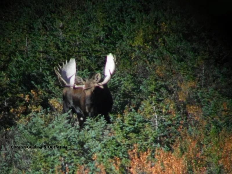 Moose hunting trip in Canada