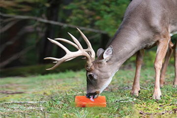 When To Put Out Salt Blocks For Deer?