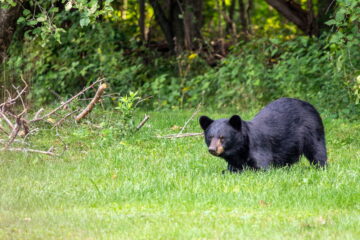 Are Bears Nocturnal Or Diurnal? 