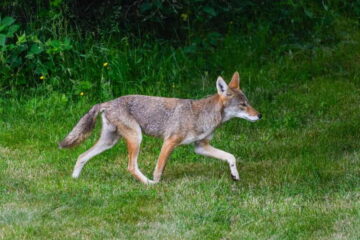 Tricks For Baiting Coyotes With Chicken