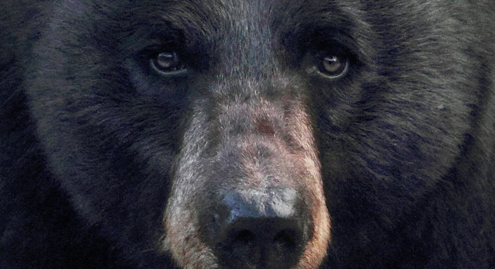 do black bears have good eyesight