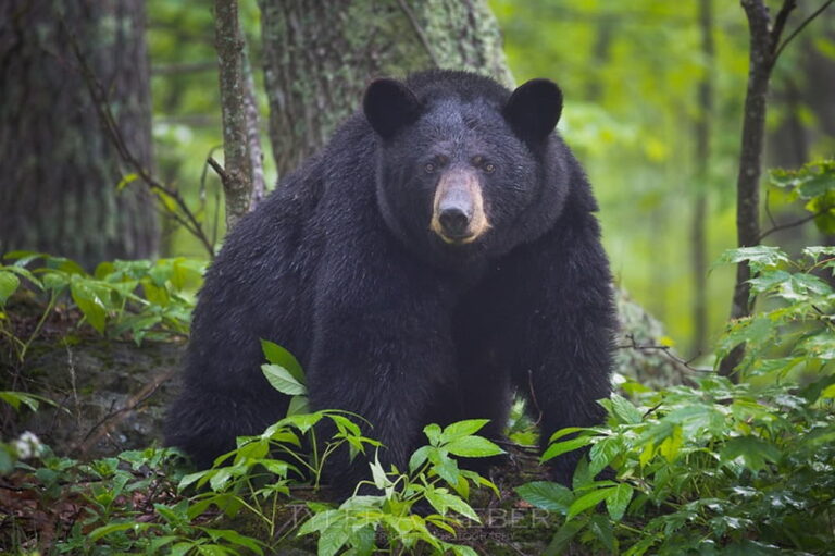 do black bears have good eyesight