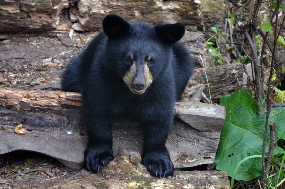 do black bears stay in the same area