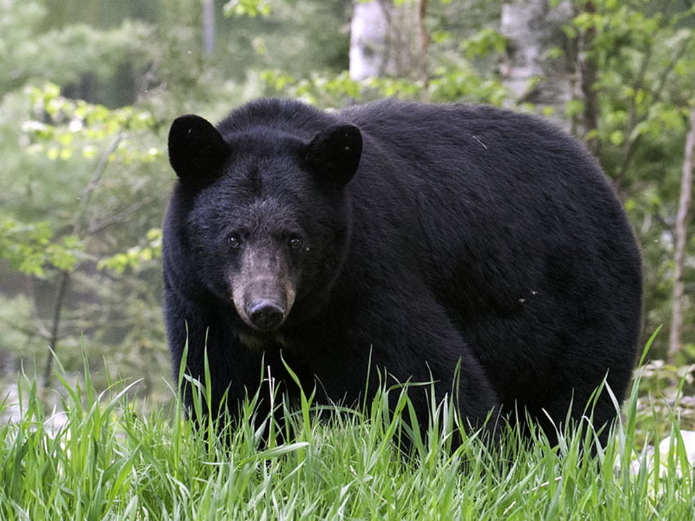 do black bears stay in the same area