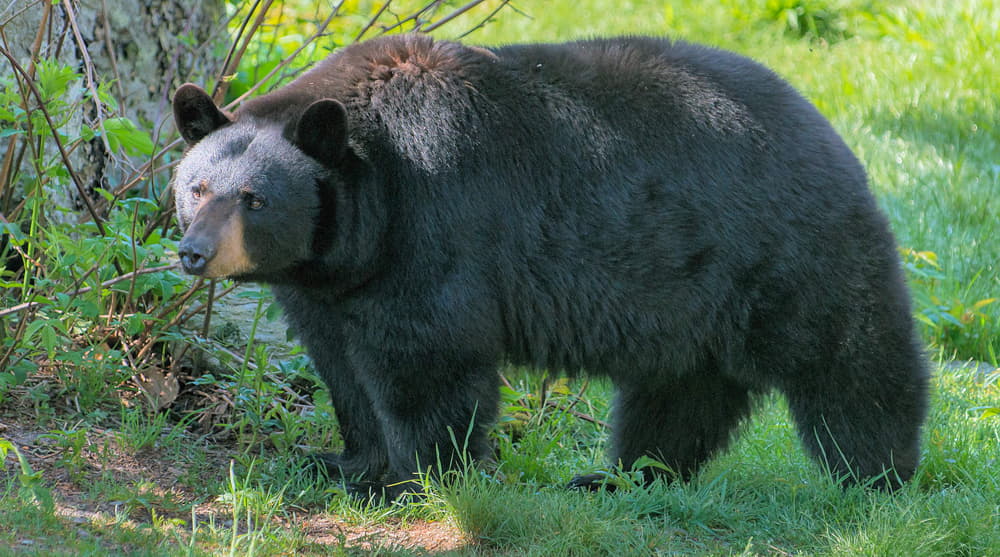 how far can a black bear smell