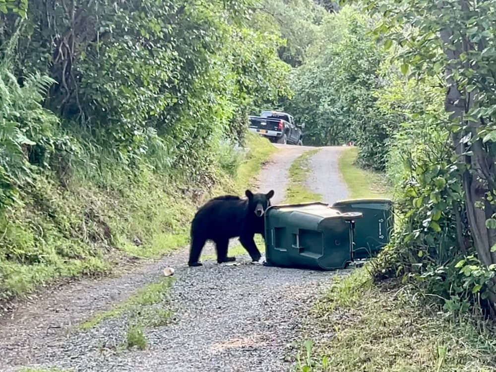 how far can a black bear smell