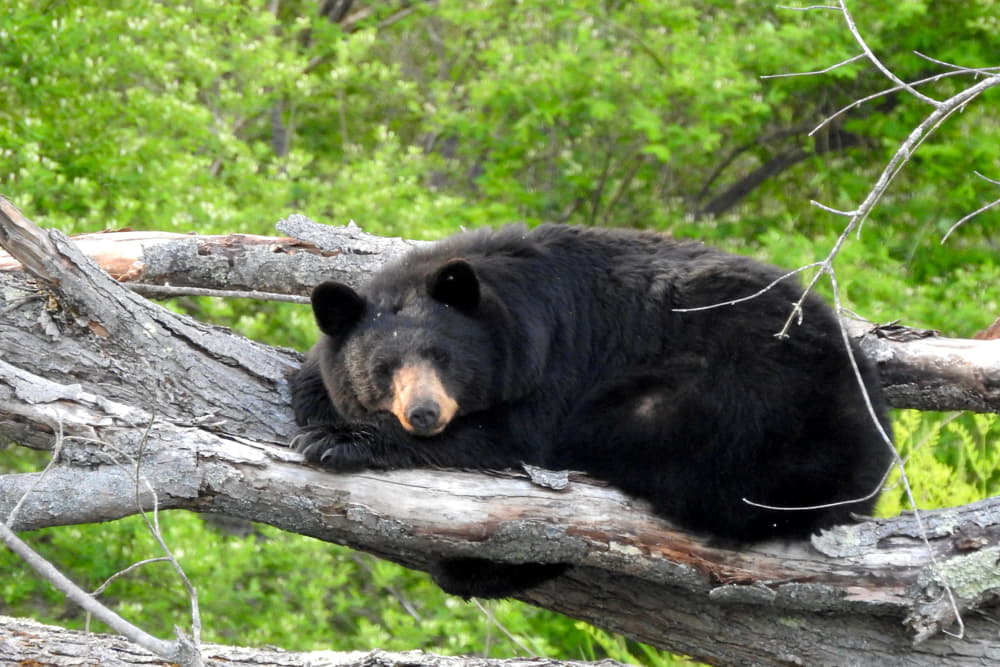 how far can a black bear smell