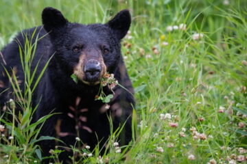 How To Attract Black Bear Without Bait