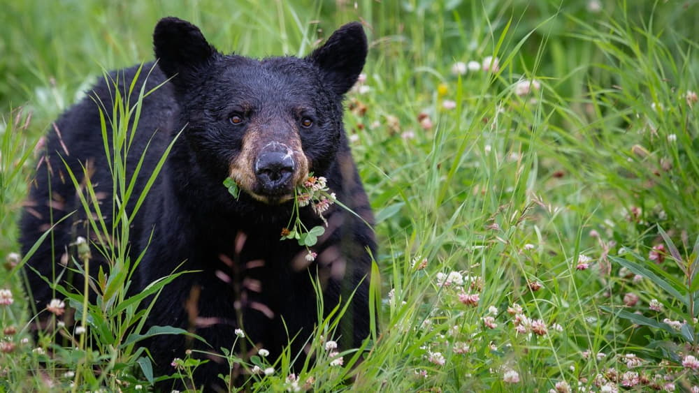 how to attract black bear without bait
