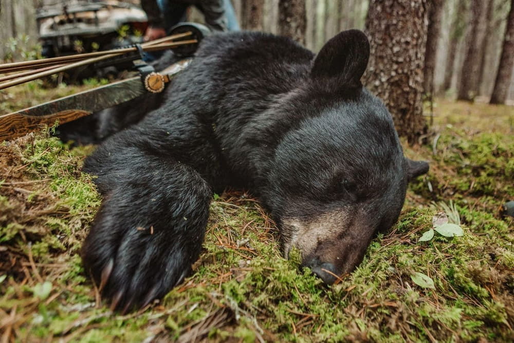 what states can you hunt black bears