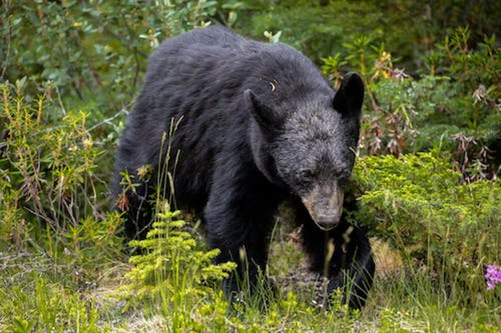 what states can you hunt black bears