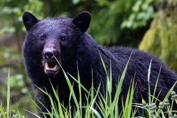 What States Can You Hunt Black Bears?