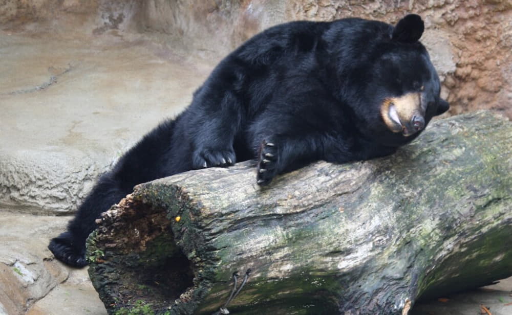 where do black bears sleep at night