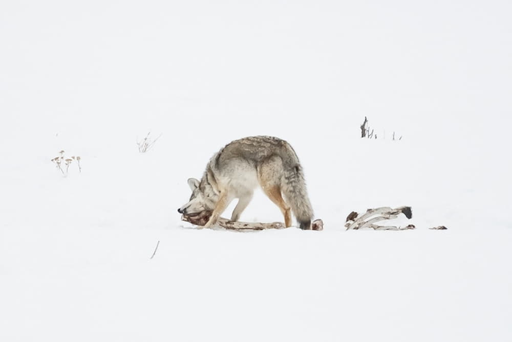 Explore The Best Coyote Bait For Trapping