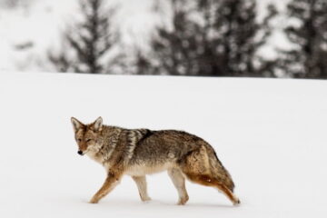 Explore The Best Coyote Bait For Trapping