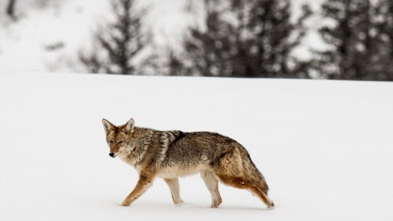 Explore The Best Coyote Bait For Trapping