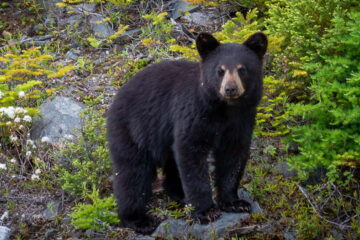 Discover The Best Time Of Day To Hunt Black Bear