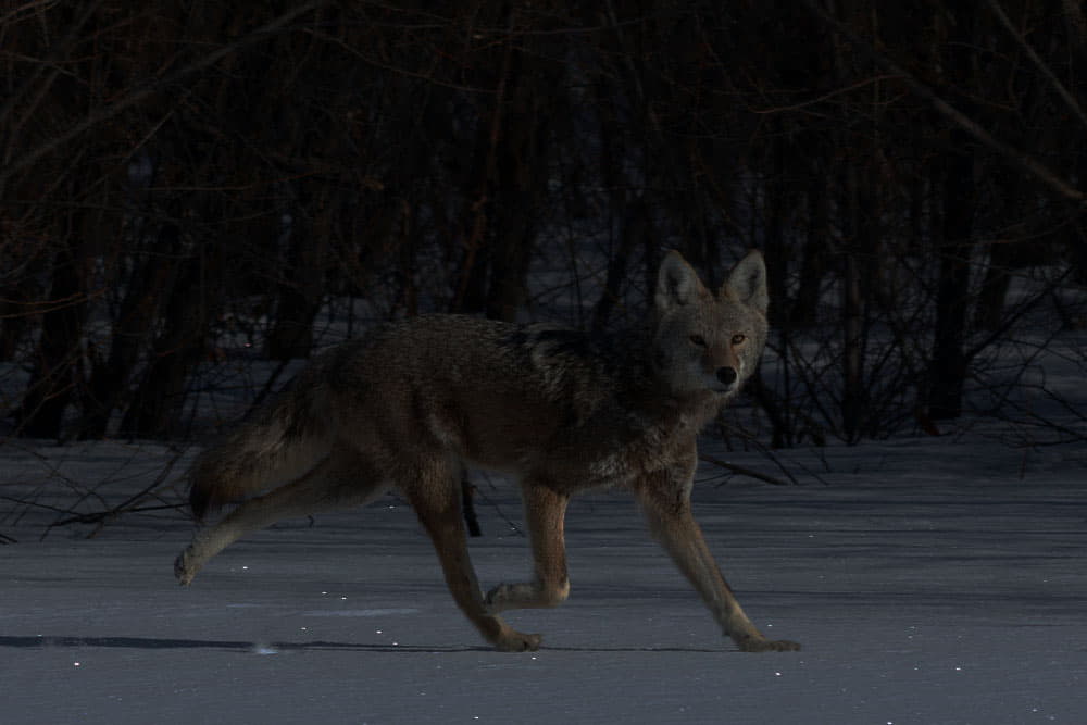 coyote calling sequence at night