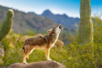 Coyote Calling Sequence At Night And What You Need To Know