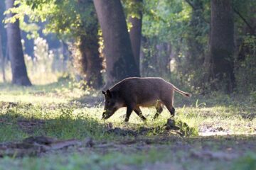 Essential Gear for a Successful California Hog Hunting Trip