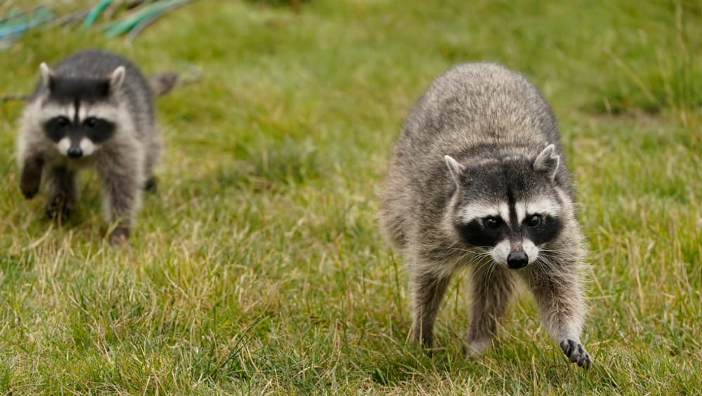 how far can raccoons smell