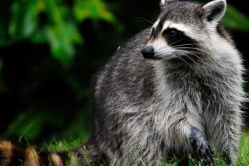 How Far Can Raccoons Smell?