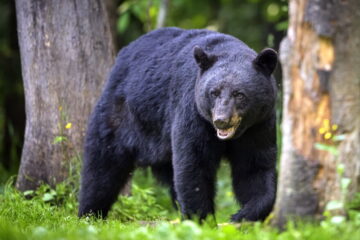 How Far Do Black Bears Travel In A Day?