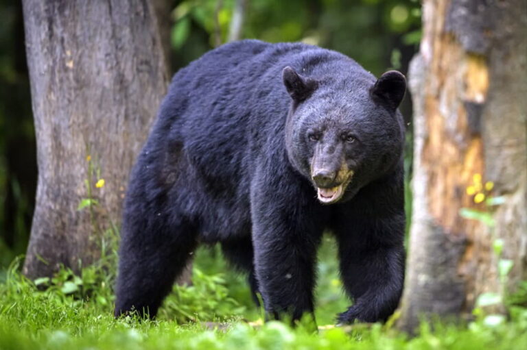how far do black bears travel in a day