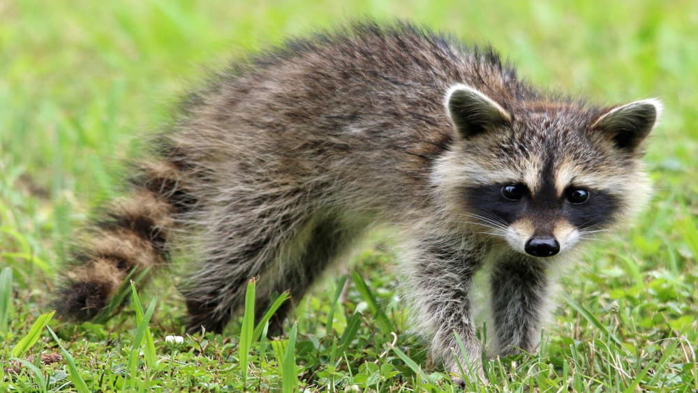 how to hunt raccoons at night without dogs